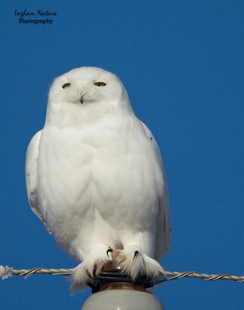 Snowy Owl