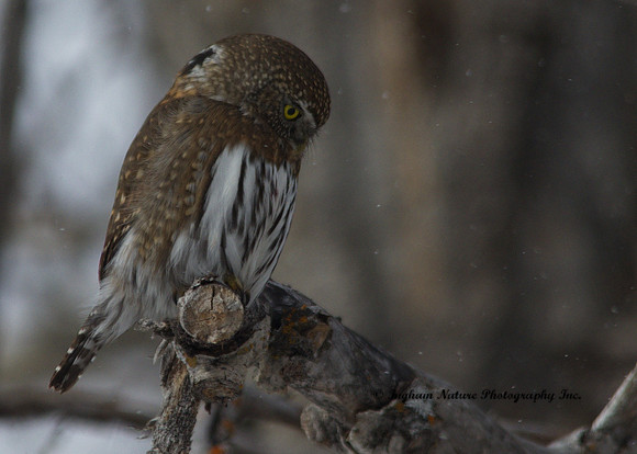 Northern Pygmy Owl