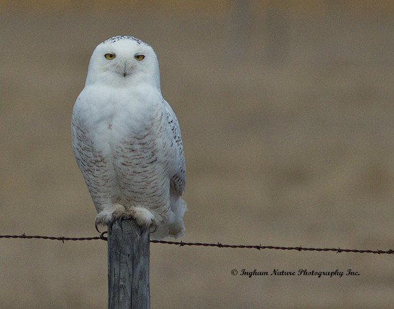 Snowy Owl