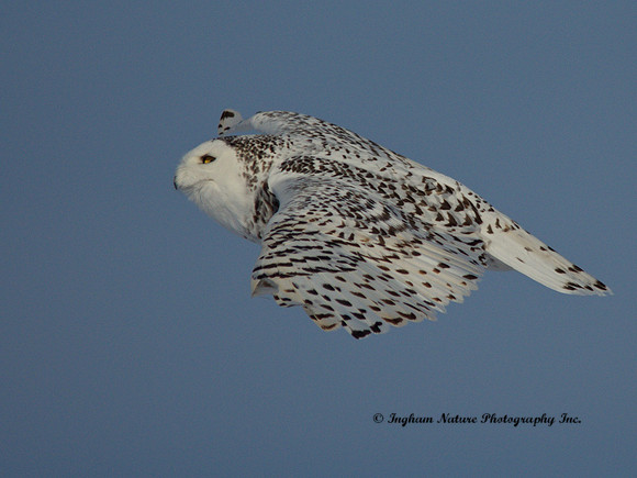 Snowy Owl