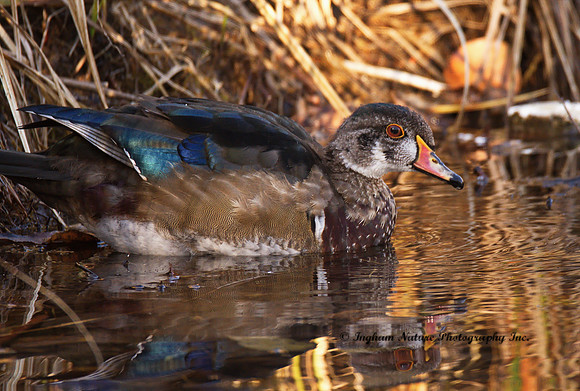 Wood Duck - Male (Juvenile)