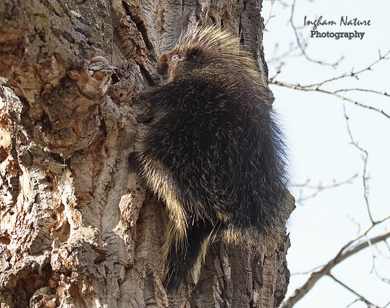 Porcupine - North American