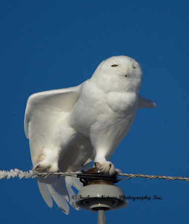 Snowy Owl