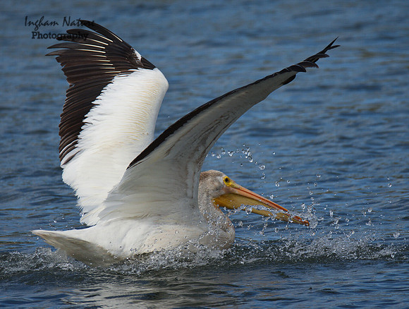 American White Pelican