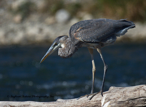 Great Blue Heron - Juvenile