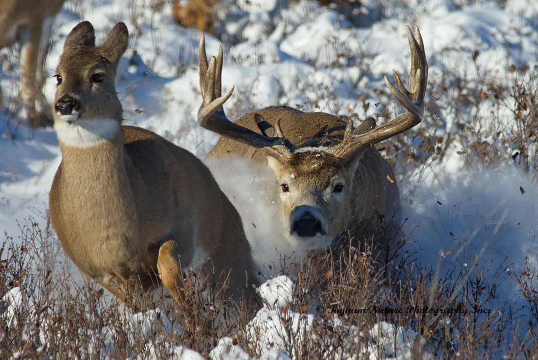 White Tail Deer - Buck & Doe