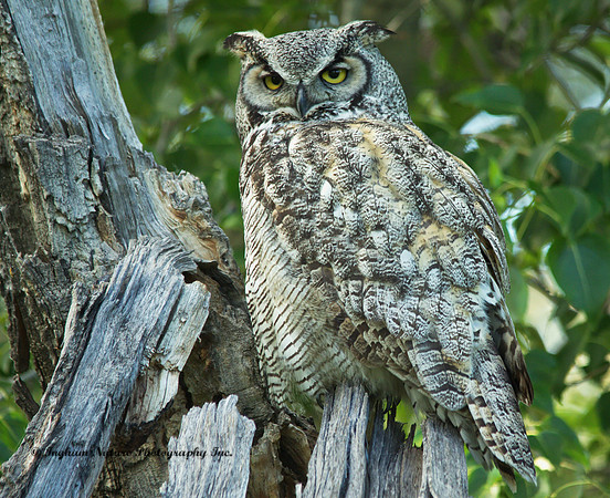 Great Horned Owl