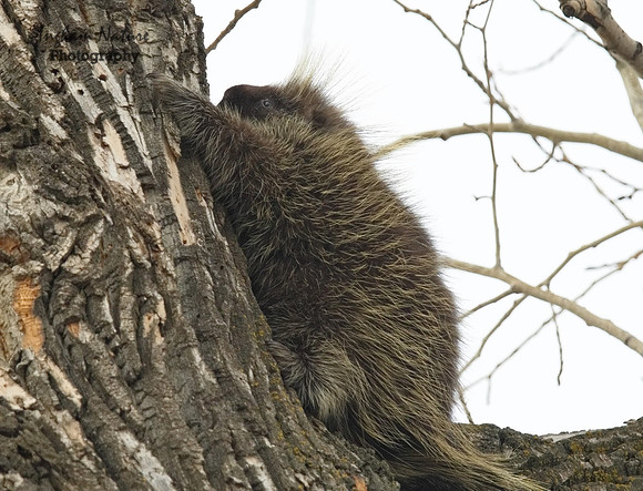 Porcupine - North American
