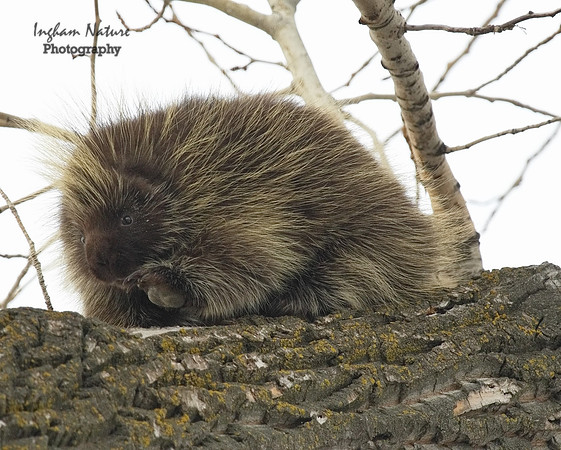 Porcupine - North American