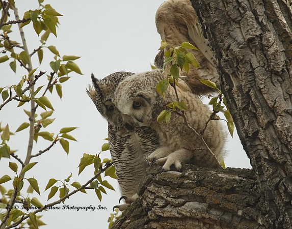 Great Horned Owl - Female & Owlet