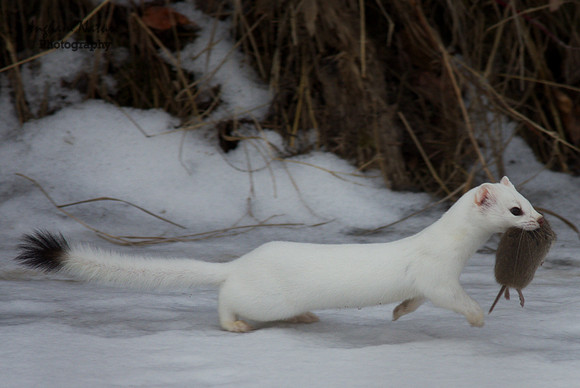 Weasel