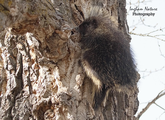 Porcupine - North American