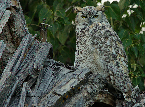 Great Horned Owl