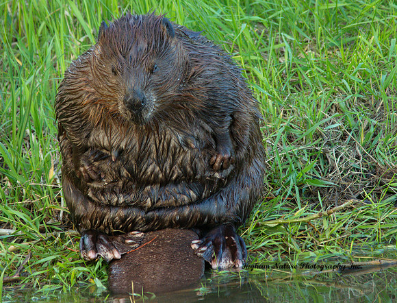 Beaver