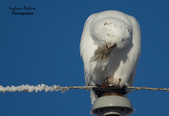 Snowy Owl
