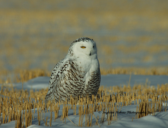 Snowy Owl