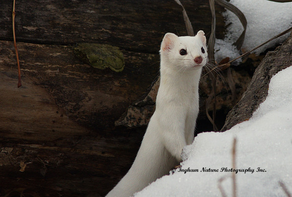 Weasel