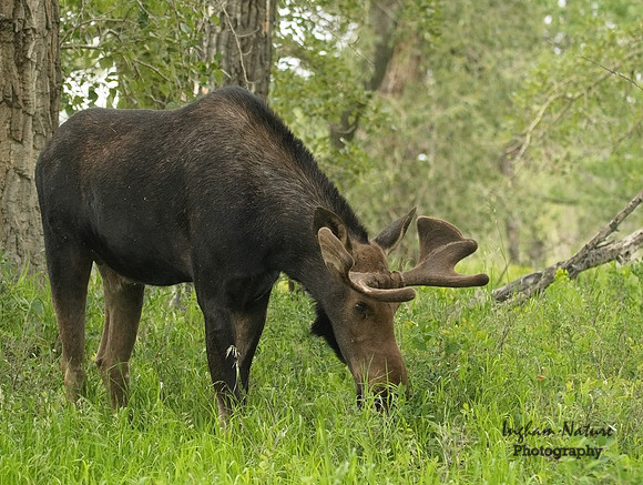 Moose - Male