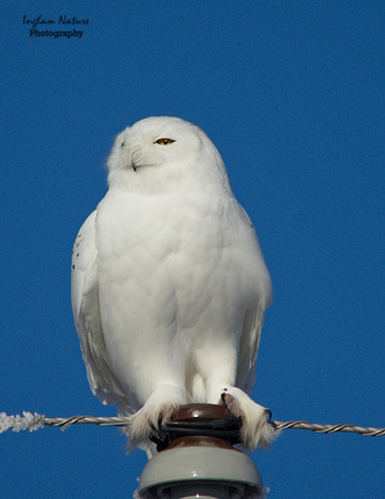 Snowy Owl