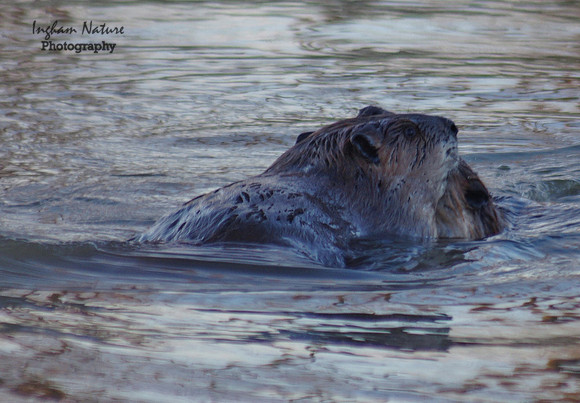 Beaver Dance