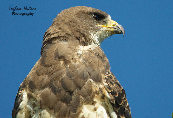 Swainson's Hawk