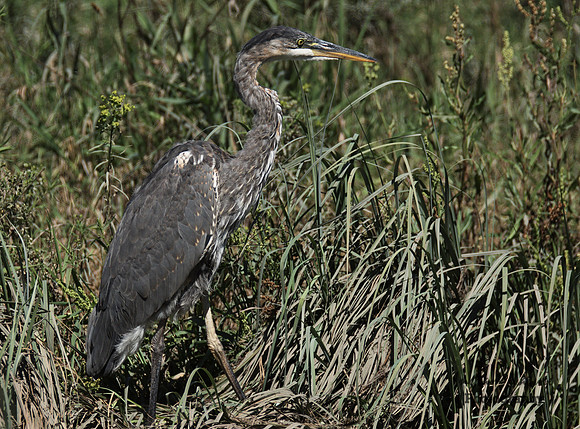 Great Blue Heron - Juvenile