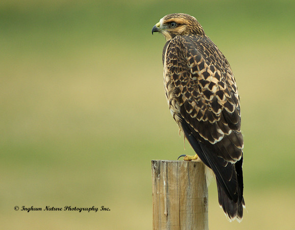 Hawk - Swainson's