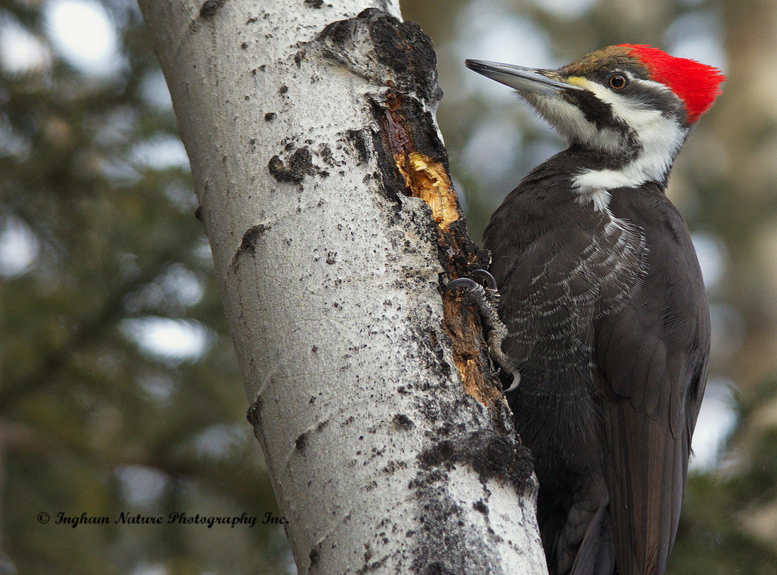 Pileated Woodpecker