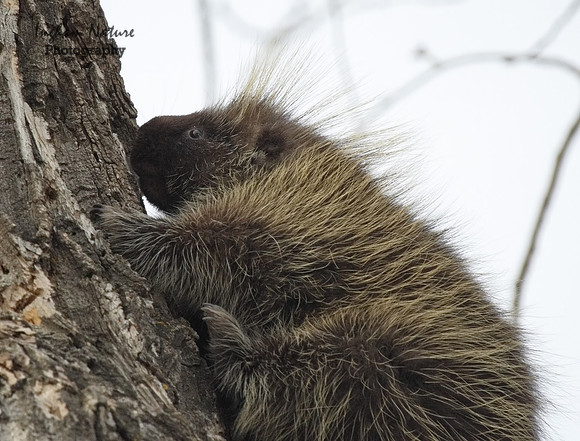 Porcupine - North American