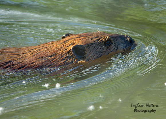 Beaver