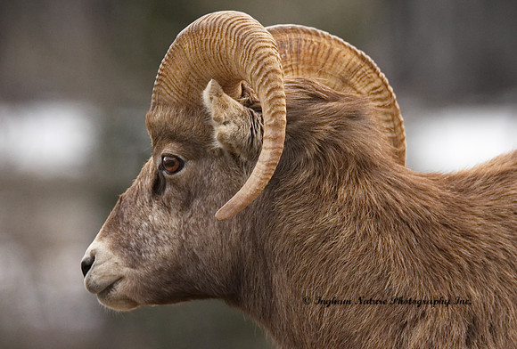 Rocky Mountain Sheep - Male