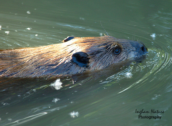 Beaver