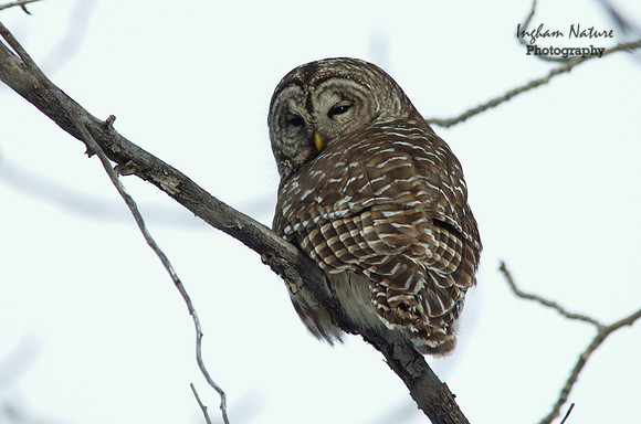 Barred Owl