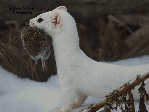 Weasel