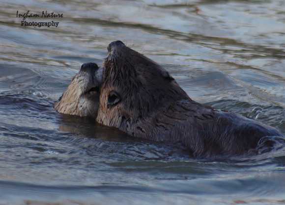 Beaver Dance