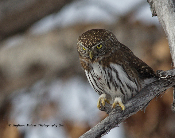 Northern Pygmy Owl