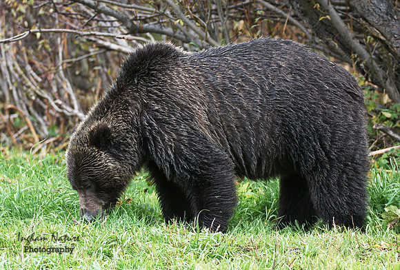 Grizzly Bear - Adult
