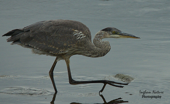 Great Blue Heron - Juvenile