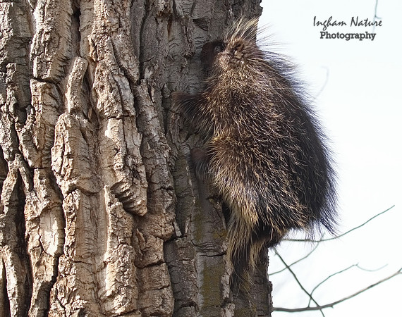 Porcupine - North American