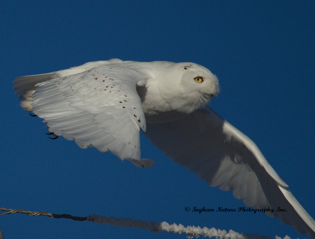 Snowy Owl