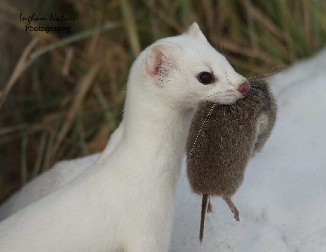 Weasel