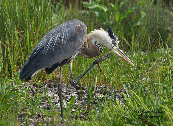 Great Blue Heron