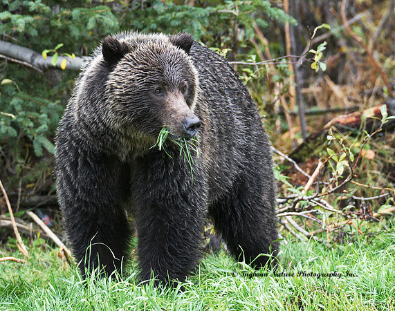 Grizzly Bear - Adult