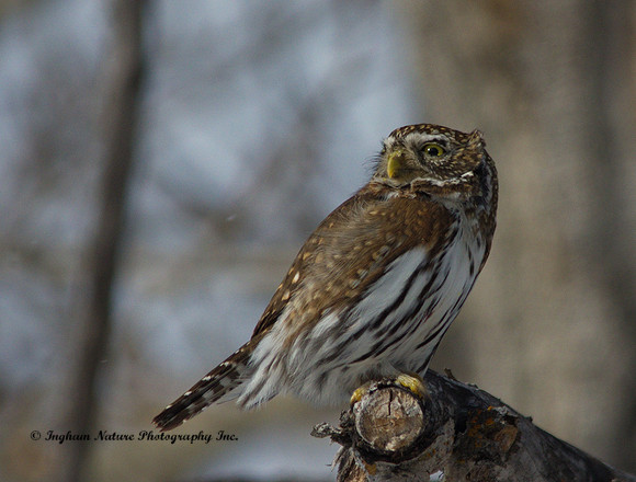 Northern Pygmy Owl