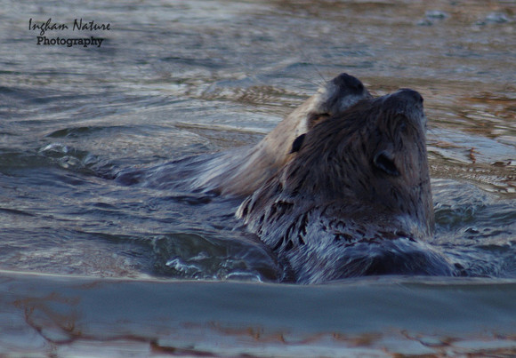 Beaver Dance