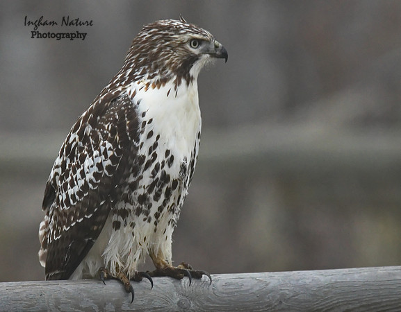Hawk