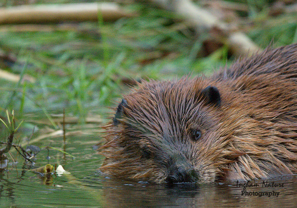 Beaver