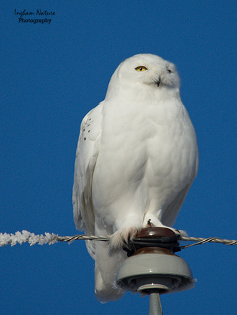 Snowy Owl