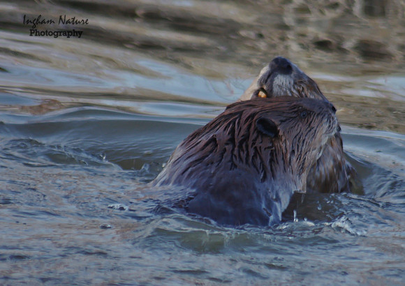 Beaver Dance