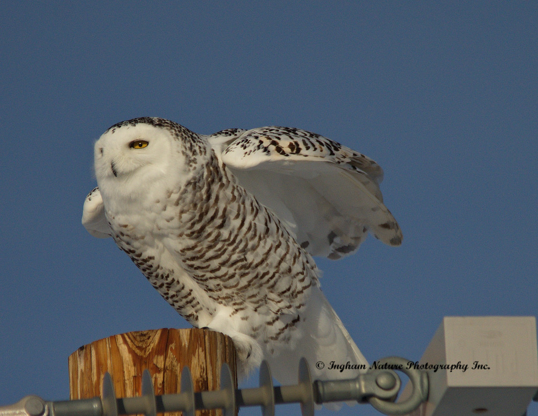 Snowy Owl